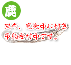 エゾ鹿Antler 20cm